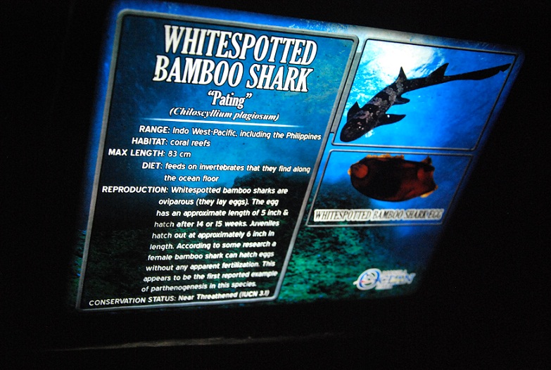 Fishes Fin Whitespotted Bamboo Shark Egg