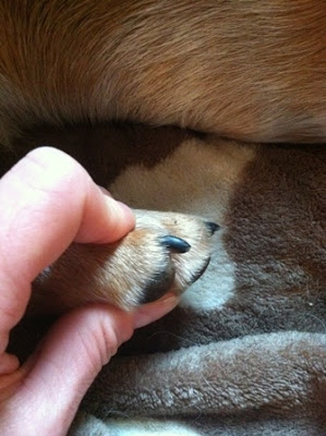 benadryl for dogs nail clipping