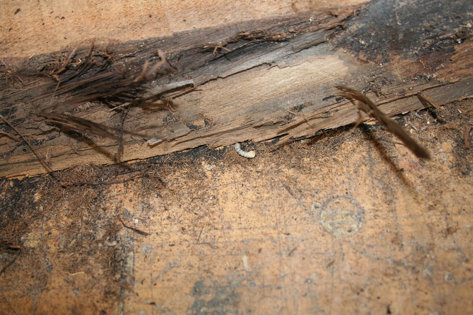 Chronicles of a Woodworking Apprentice Powderpost Beetles