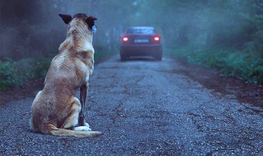 O Mundo Animal O mais emocionante filme sobre abandono de animais que