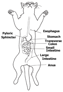 Diario di una biologa ribelle : Anatomia del gatto: stomaco ed intestino