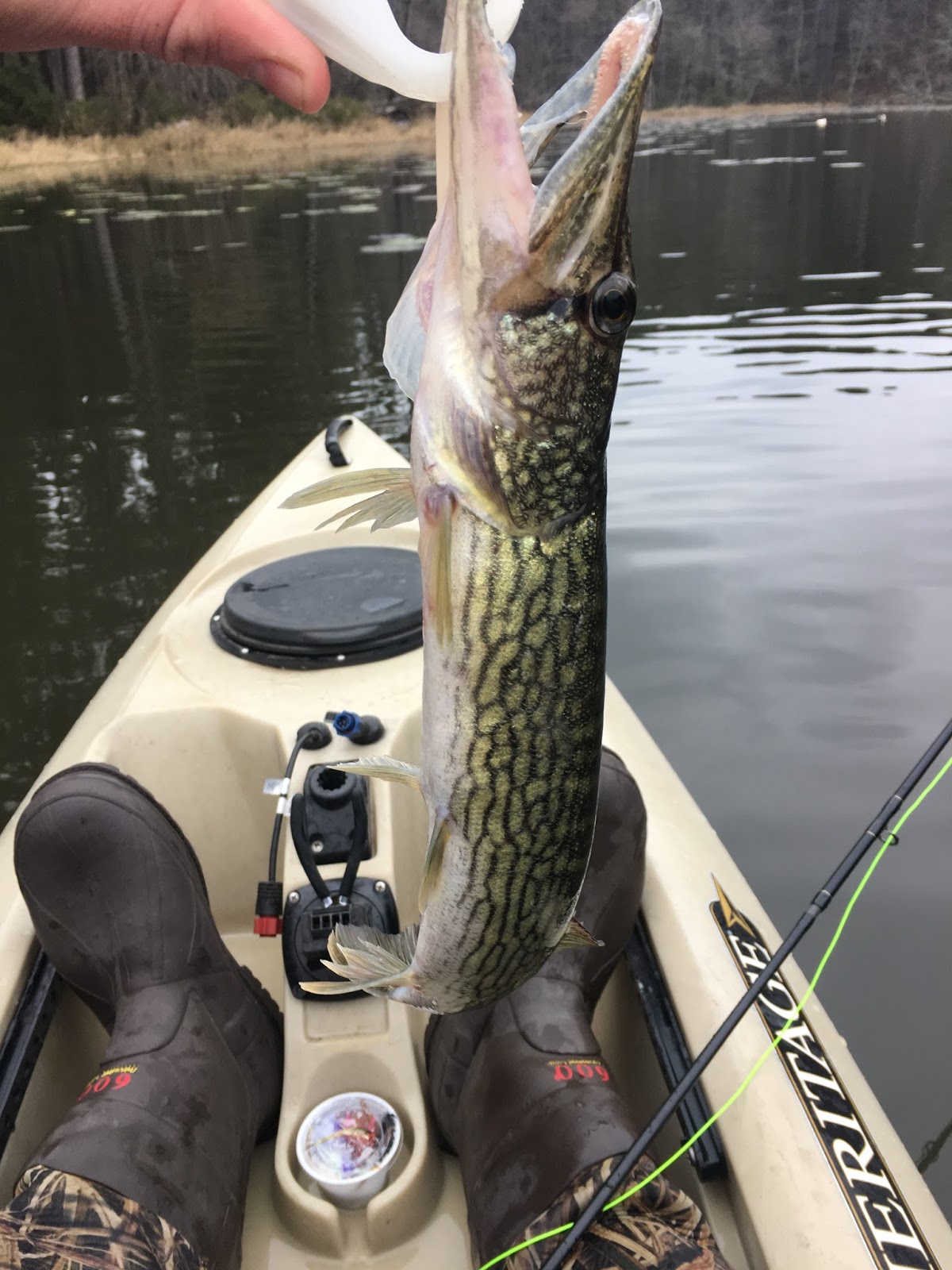 Texas Wild Texas Pickerel Daingerfield SP