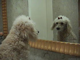 Funny Dog Looking In Mirror
