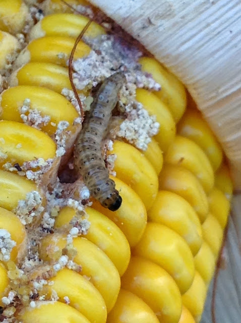 Plaga de larvas en cultivos