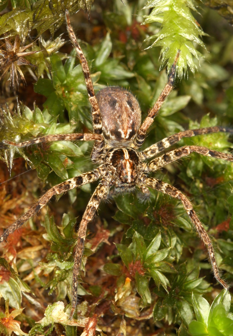 Species New to Science [Arachnida • 2020] Fortyseven New Species of