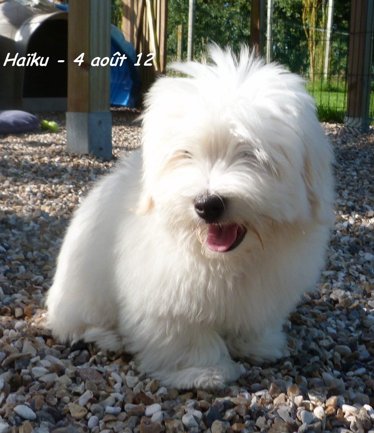 COTONS DE TULEAR DU NUAGE DE COTON Chiot coton de Tuléar blanc, de 4