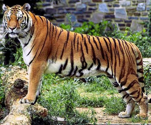 Nepal wildlife - Bengal tiger (Panthera tigris tigris)
