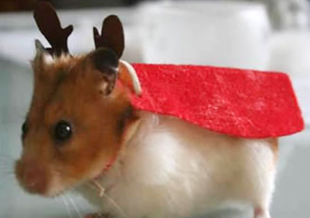 Journeys with Noelle: It's the Christmas Hamster Hamper!!