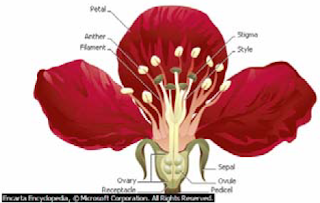Bunga tumbuhan yang sempurna memiliki bagian bunga sebagai berikut tangkai bunga, putik, sel telur, tangkai putik,kepala putik kelopak bunga, mahkota bunga, benang sari, dan serbuk sari