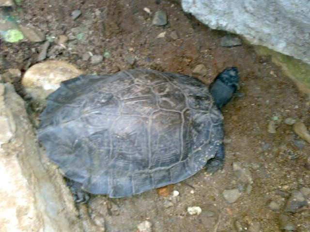 Cyclemys Dentata-Semi Aquatic :: Reptilia Mania