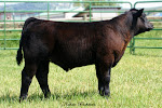 2012 Fourth Place Market Steer