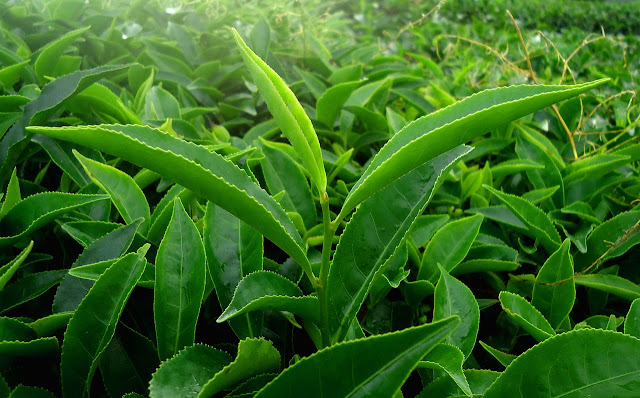 Benefits of Green Tea-The content of Compounds in Tea