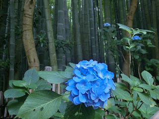 報国寺竹の庭