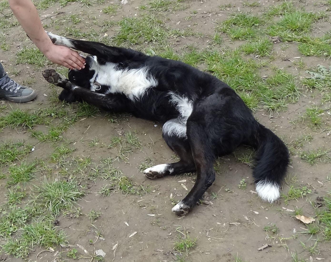 Anerkennung durch Engagement ADE Projekt 5 Trick Dog