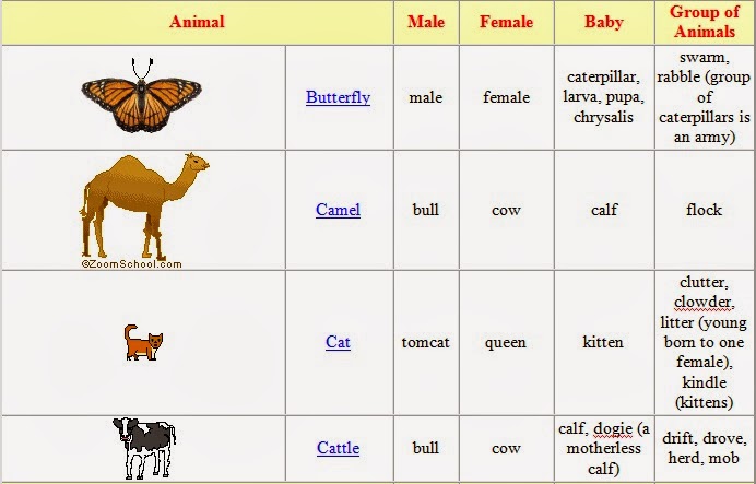 Fun With ENGLISH VOCABULARY 1 ANIMALS BABIES AND GROUPS fun-with-english-vocabulary-1-animals-babies-and-groups