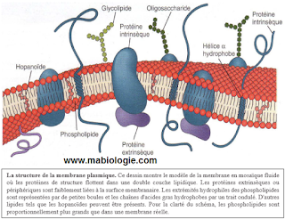 La membrane plasmique est sélective