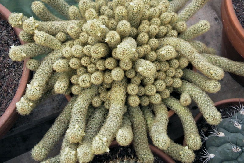 THE BRAIN CACTUS Mammillaria elongata 'Cristata' The Garden of Eaden