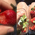 Retiran fresas atravesadas por agujas en Australia