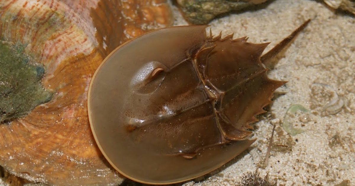 Endangered New Jersey Horseshoe Crab Harvesting