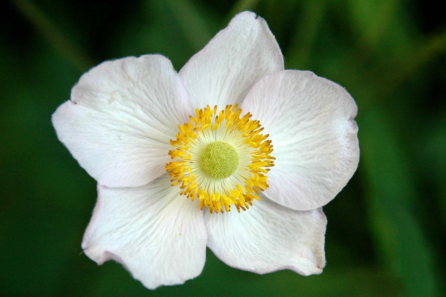 Mark-Mari: А - Анемона