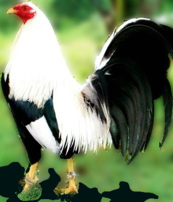 GALLO DE JUEGO JIRO