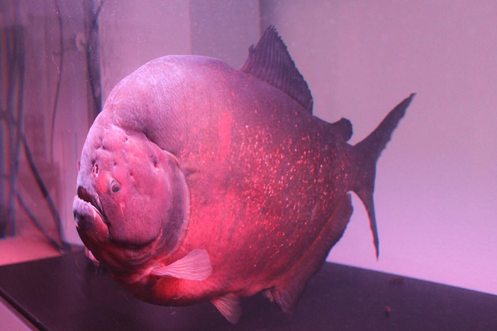 ピラニアとアロワナ ピラニアピラヤ 特大