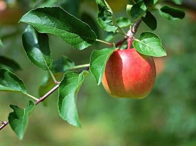 Fakta Menarik  Tentang buah  Apel Unique Daily Tips
