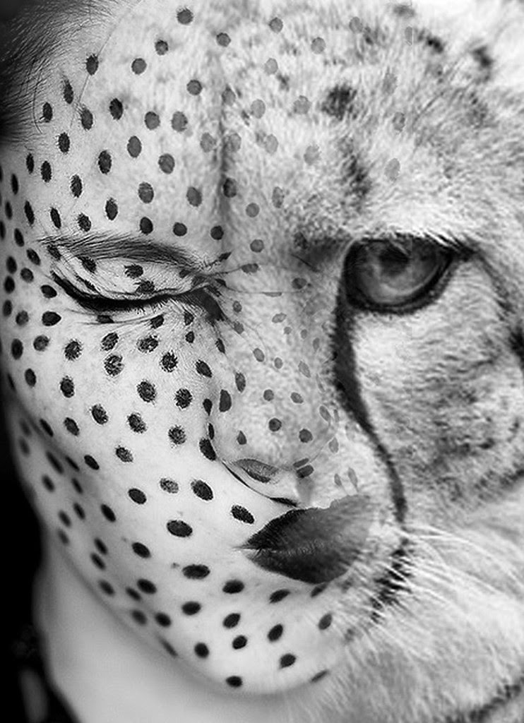 06-Cheetah-Antonio-Mora-Black-&-White-Photography-www-designstack-co