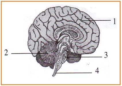 Soal Koordinasi Remedial Kelas Ix Smp Biologi