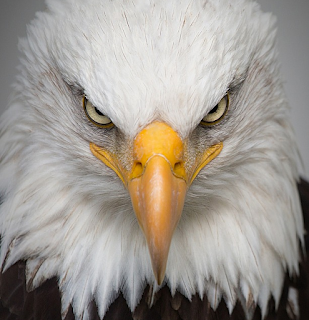 7 Fakta Unik Burung Elang Flores Hewan Pemangsa Yang Terancam