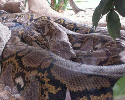 Anaconda, ular terbesar di dunia  @Warkop Aremania