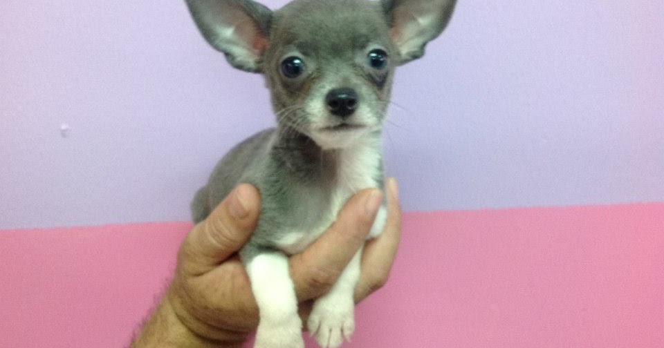 Puppies For Sale In Miami Are All Dogs For Sale In Miami Pure Breeds