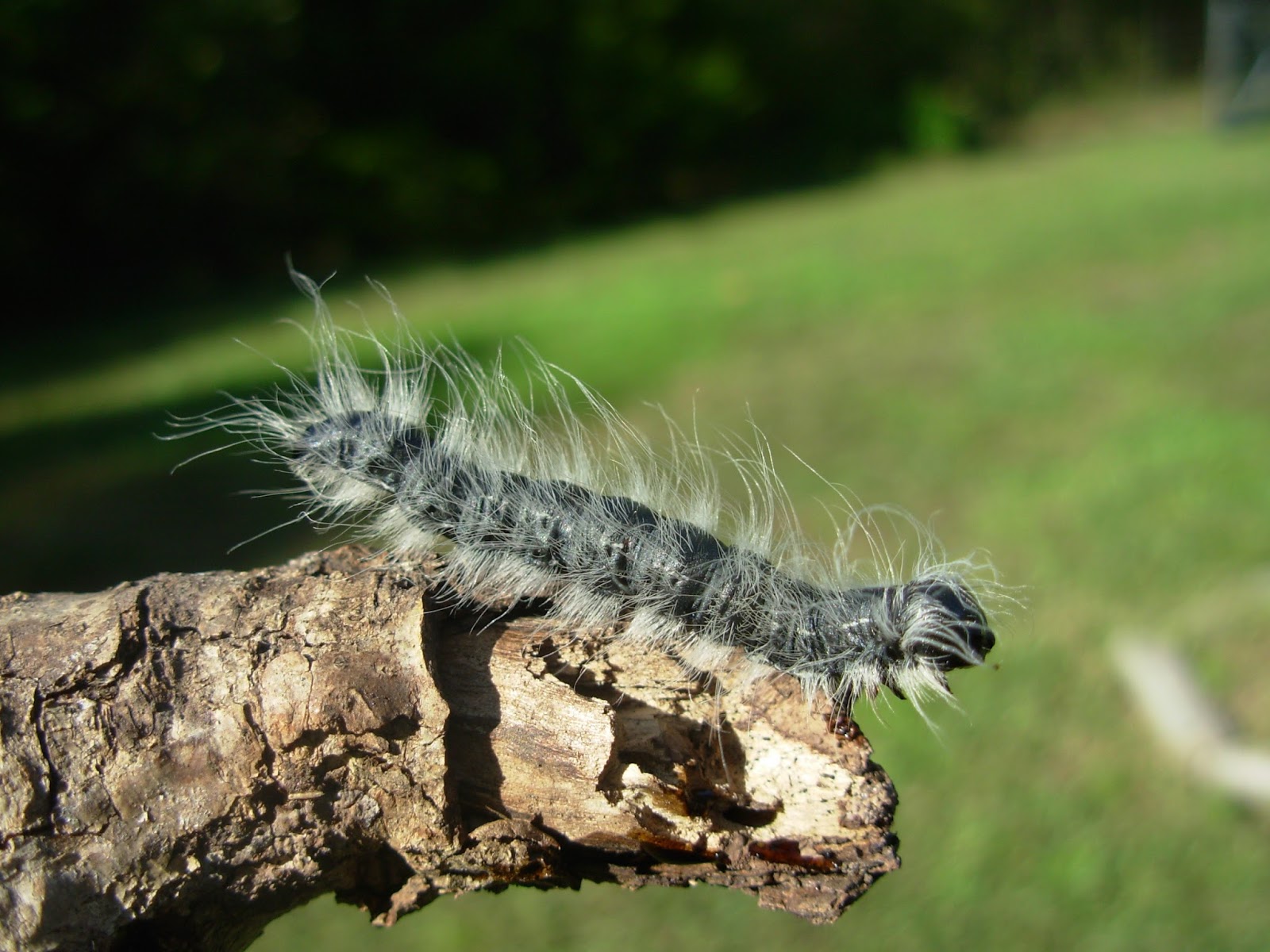 Springfield Plateau Walnut Caterpillars