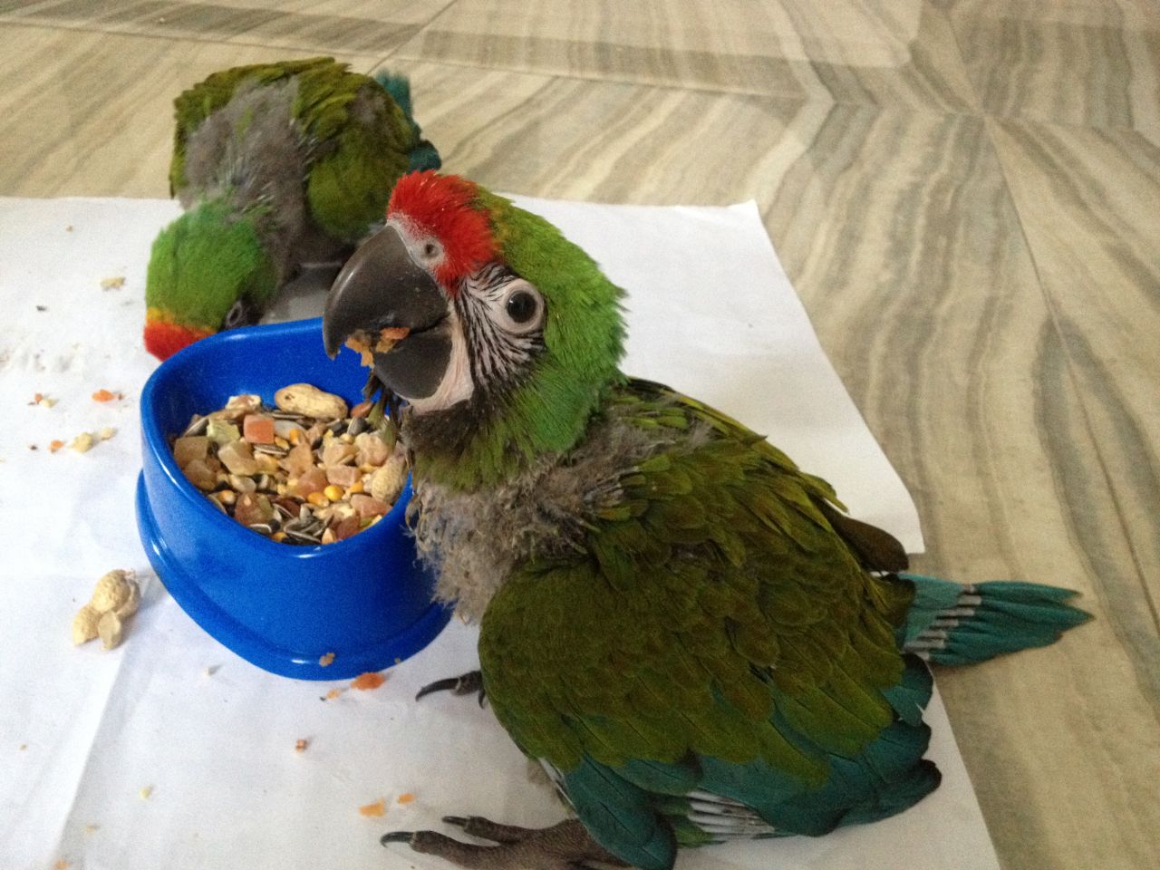 PARROTS AND EXOTIC BIRDS FOR SALE: Birds for sale (Military Macaws)