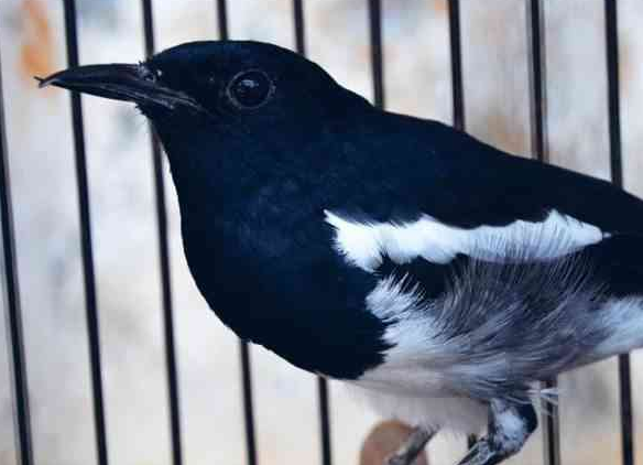 Download Suara Burung Kacer Gacor Terbaik 2018 Full Untuk Masteran