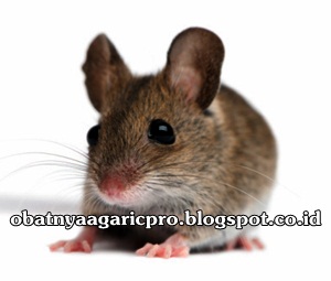 Obat Leptospirosis Obat Leptospirosis