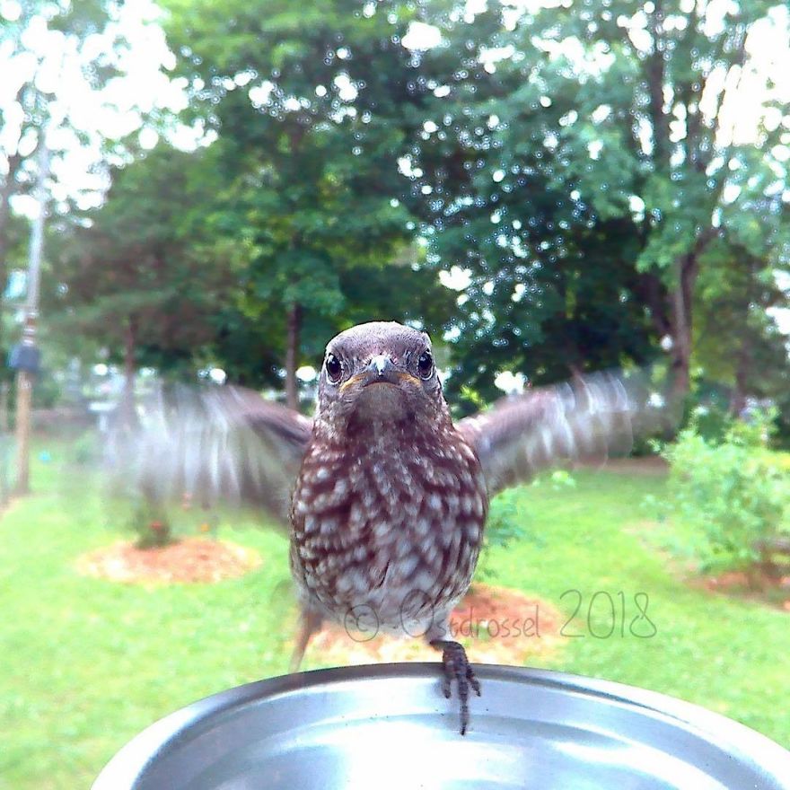 A Woman Put A Photo Booth For Birds In Her Yard, And The Results Are Mind-Blowing