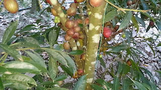 mahkota dewa fruit mahkota dewa fruit
