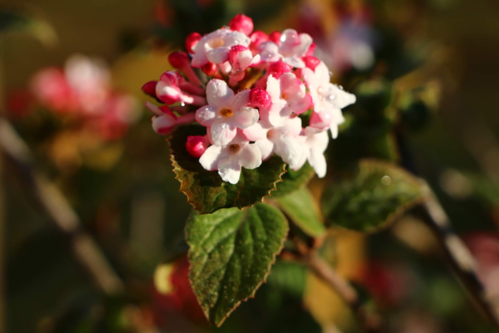 Roses Du Jardin Cheneland Viburnum Plicatum Kilimandjaro
