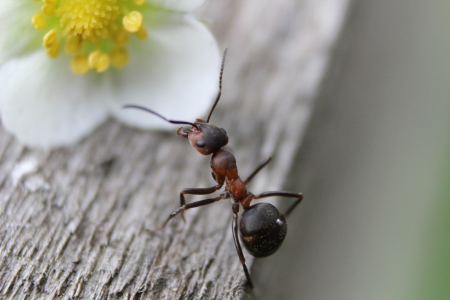 Ants In Potted Plants What To Do?