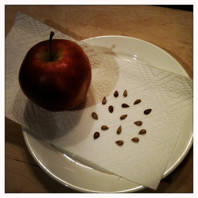 Вырастить яблоню из семечка в горшке. Семена яблока. Сеянцы яблони из семян. Стратификация семян яблок. Прорастание семян яблони.