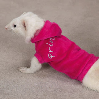 Funny Ferrets Dressed Up