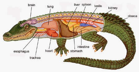 Actualizar 120+ imagen anatomia interna de un cocodrilo