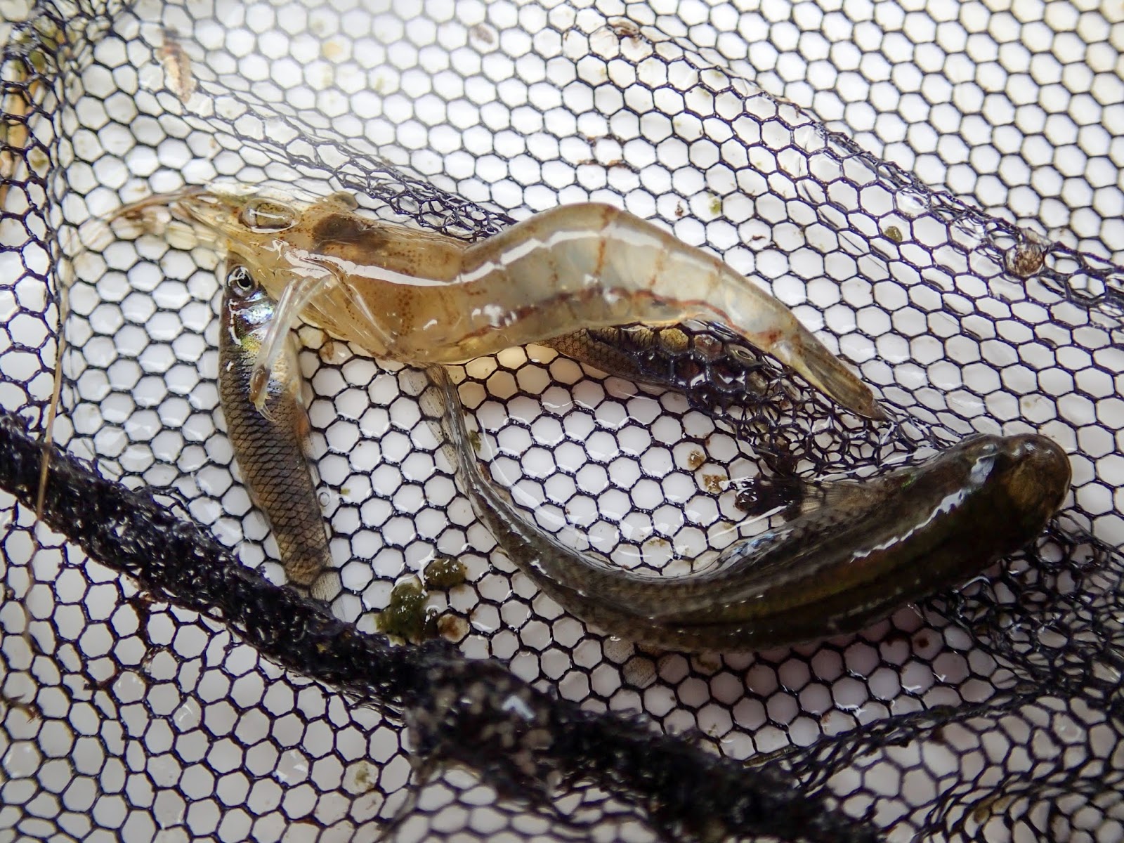 老人と瀬戸内海 トンボの幼虫 ヤゴ オオシオカラトンボ がたくさんいました カダヤシもいるしどうしよう 蚊を退治しているのは誰