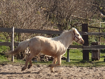 Konie, jazda konna, pensjonat dla koni w Węgrzcach