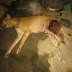 Dog prevents Badoo members from carrying out attack in Ikorodu and gets nearly killed (photos)