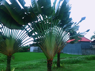 Ravenala or Traveller's Tree or Traveller%2527s Palm In The Garden, Bali, Indonesia