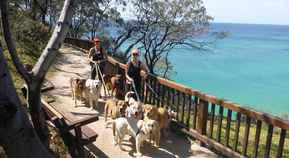 How to Choose a Dog Day Care Centre Australian Dog Lover