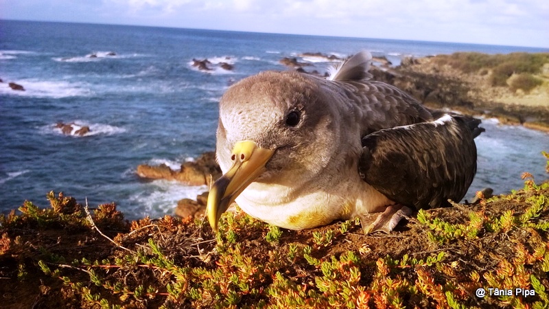 SPEA Açores: Cagarros já animam a noite da ilha do Corvo