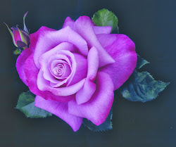 rose purple flowers shapes wallpapers